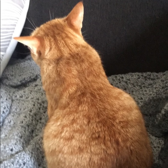 Meet your Posher, Hana - Picture 1 of 1